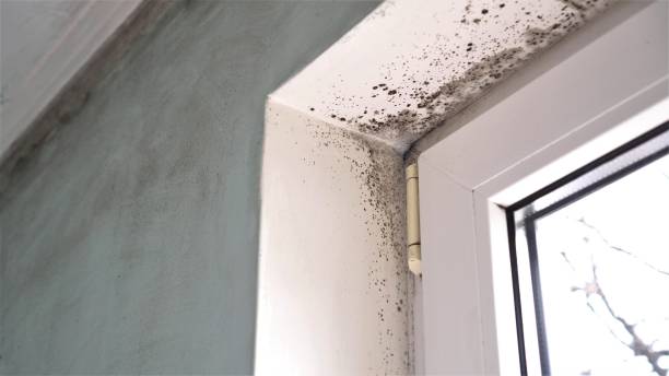Best Mold Odor Removal Services  in Lake Andes, SD