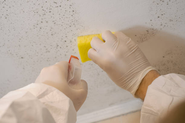 Best Mold Remediation for Healthcare Facilities  in Lake Andes, SD
