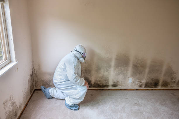 Best Mold Removal for HVAC Installations  in Lake Andes, SD